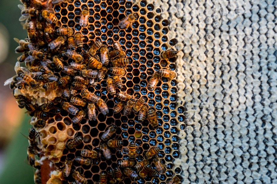 Die Ästhetik der optimalen Lösung: Die Mathematik der Bienenwaben