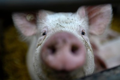 Vom Sojafeld bis zum Stall in Brandenburg
