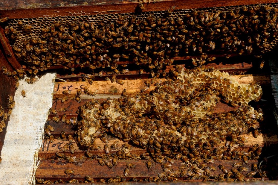 Ohne ihre Arbeit ist eine nachhaltige Landwirtschaft undenkbar: Bienen