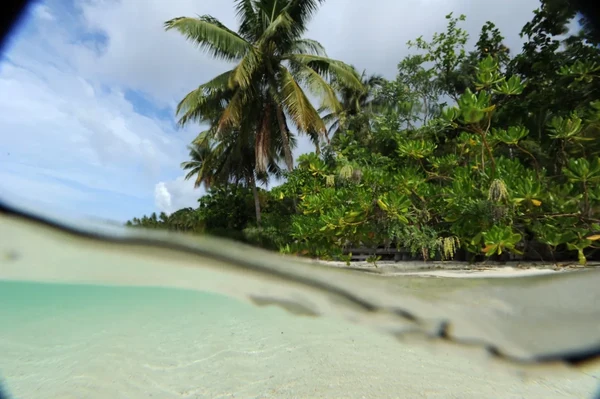 Der Dschungel: Bedrohtes Paradis