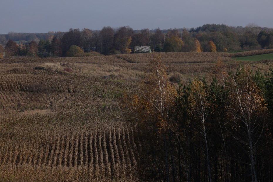Maisfelder bei Kaliningrad, der ehemaligen Hauptstadt Ostpreußens
