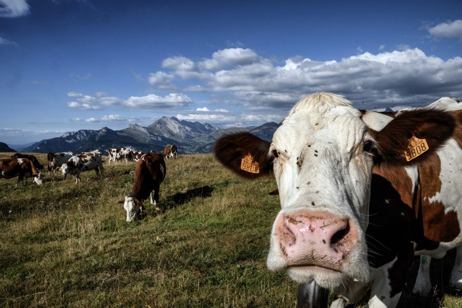Gut für die CO2-Bilanz: Der Verzicht auf tierische Nahrungsmittel