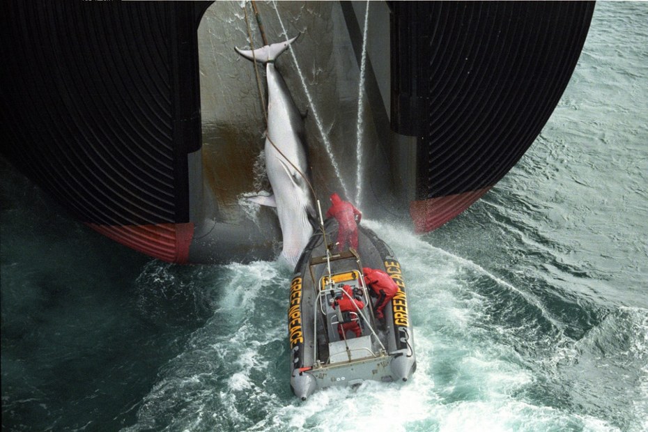 Mit mutigen Aktionen kämpfen Aktivistinnen und Aktivisten von Greenpeace seit Jahrzehnten gegen den Walfang. Angetrieben von Raubbau, Betrug und Bestandsdezimierung, hat die Walfangindustrie die Walpopulationen an den Rand der Ausrottung getrieben.