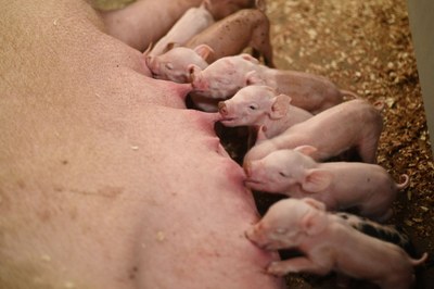 Eine Geschichte über das Schwein