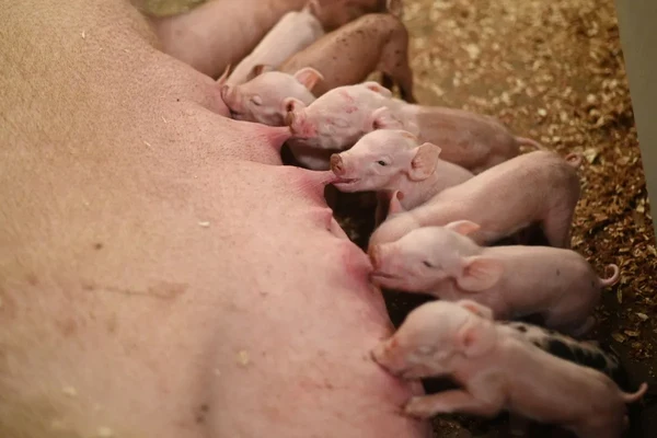 Eine Geschichte über das Schwein