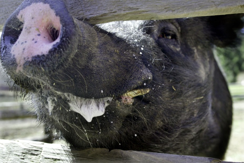 Leo – 500 Kilogramm schweres Hampshire-Schwein.