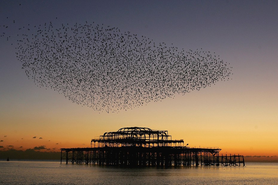 Ein Schwarm Stare versammelt sich in Brighton (England) über dem verfallenen West Pier.