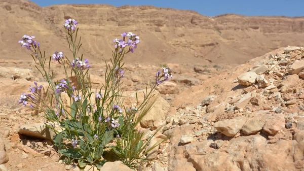 Sensationeller Roman