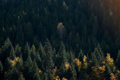 Utopie: Traum einer besseren Welt