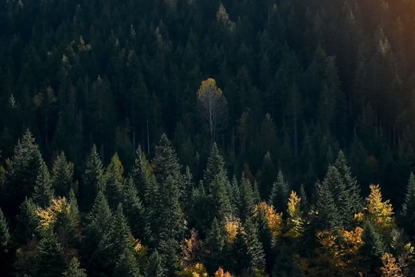 Utopie: Traum einer besseren Welt