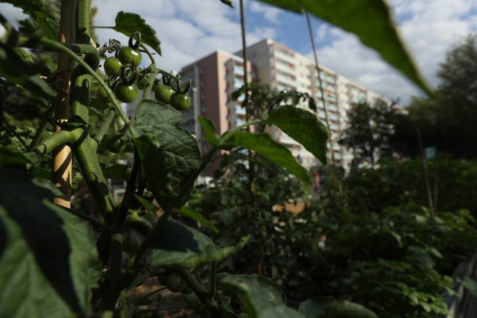 „Urban Gardening“: Willkommene Abwechslung zwischen Hochhäusern