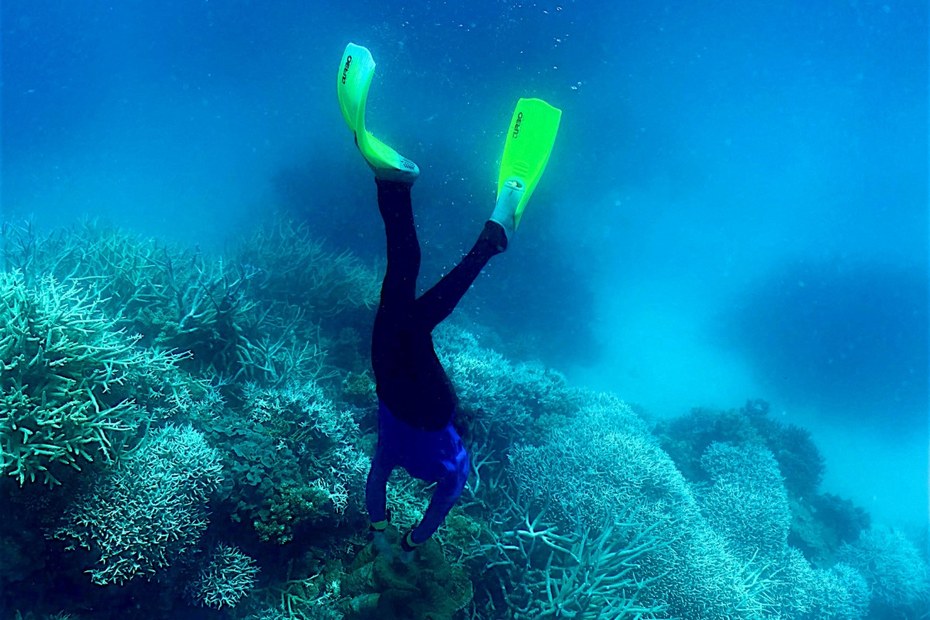 Eine Wissenschaftlerin nimmt Proben einer Koralle am Great Barrier Reef