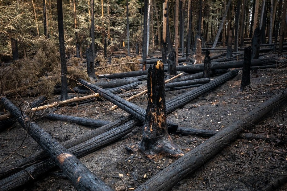 Waldbrände bedrohen mittlerweile auch Deutschlands Wälder