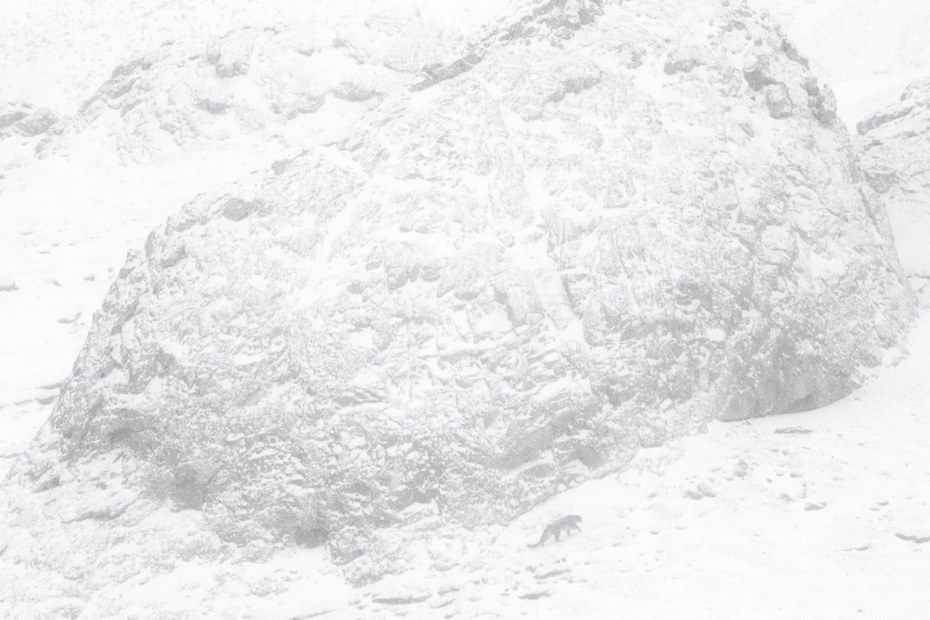 Ein Schneeleopard, gut getarnt im Schnee.