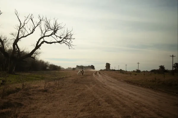 Trenque Lauquen: Ein bisschen David Lynch
