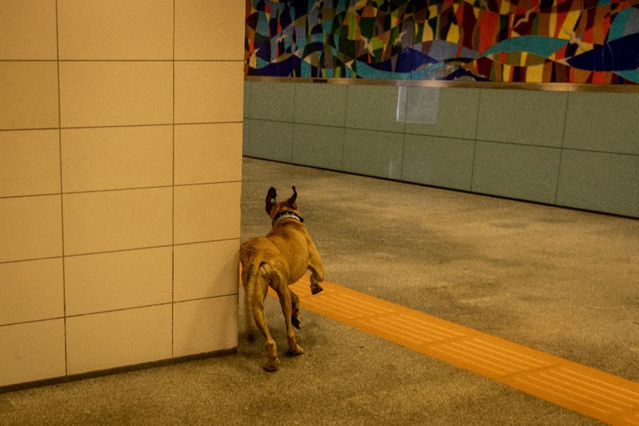 Ein streunender Hund in einer Metrostation.